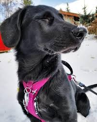 Black And White German Shepherd Mix Puppies German Shepherd Lab Mix A K A Sheprador Or German Sheprador German Shepherd Lab Mix German Shepherd Mix Puppies Lab Mix Puppies
