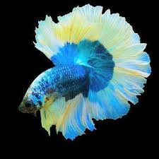  Wallpaper Ikan Cupang Ikan Cupang Hias Koi Plakat Fancy Giant Halfmoon Rosetail Ikan Cupang Betta Ikan