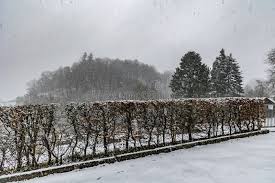 Image result for hornbeam hedge in winter