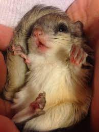 Flying Squirrel Cutest Paw Flying Squirrel Pet Flying Squirrel Cute Baby Animals