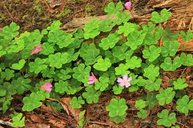 Spring flowers good for bees. Pollinator Gardens Bees Need These Three Things To Survive Heraldnet Com