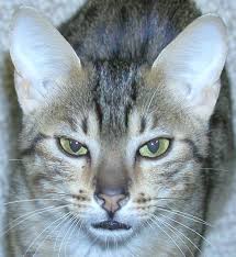 It is, however, colour specific. Egyptian Mau Wikiwand