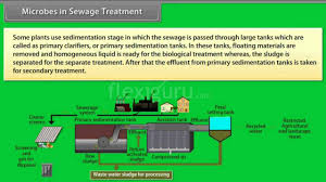 Microbes In Sewage Treatment
