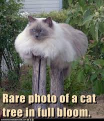 Cats are always known for their smart minds, and they especially attracted us by there cuteness. So Majestic Cheezburger Funny Cat Pictures Funny Animals Cat Jokes