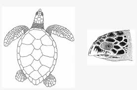 Download turtle shell stock vectors. Sea Turtle Clipart Marine Turtle Black And White Green Sea Turtle Shell Free Transparent Png Download Pngkey
