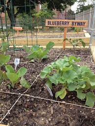 Handmade Wooden Plot Markers In Our Community Garden Community Gardening Garden Plants