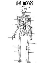 We did not find results for: Bones Matching Skeletal System Activity Anatomy Coloring Book Skull Coloring Pages Coloring Books