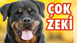 dunyanin en zeki 10 kopek cinsi youtube