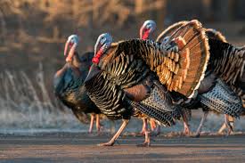 There are two species of turkey: How Wild Turkeys Took Over New England Audubon