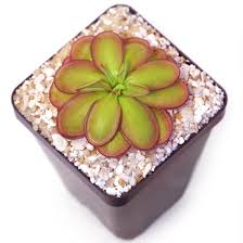 Image result for Launaea rarifolia