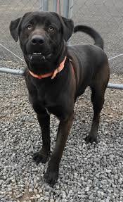 We are a small breeder of labrador retrievers in north eugene, oregon. Labrador Breeders In Oregon State Bmo Show