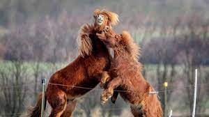 One Trick Pony Has Limits