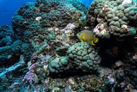 With every purchase worth ₹100 (except fuel), you earn 2 payback points. Noaa S Coral Reef Conservation Program Crcp Who We Are
