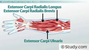 The anconeus, located in the superficial region of the posterior forearm compartment, moves the ulna during pronation and extends the forearm at the elbow. Forearm Muscles Anatomy Support Movement Video Lesson Transcript Study Com