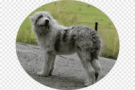 Length of the muzzle shorter. Sapsali Old English Sheepdog Romanian Mioritic Shepherd Dog Carpathian Shepherd Dog Polish Lowland Sheepdog Peanuts Where Beagles Dare Carnivoran Dog Like Mammal Png Pngegg