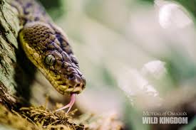 Let S Put Our Ophidiophobia Fear Of Snakes Aside And Celebrate World Snake Day Wild Kingdom Animals Wild Kingdom