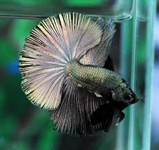 Once Again Look At That Tail I See Every Color In It It Is Like A Black Pearl Or Opal I Can Get Lost In Those Colors Betta Fish Betta Fish
