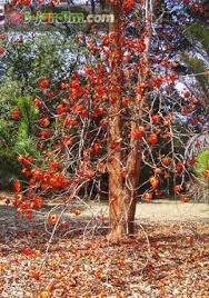 Image result for Fernandoa magnifica