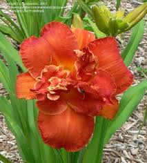 Image result for Hemerocallis `Moses Fire`