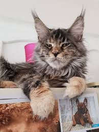 We have a small cattery registered with cfa. Pin On Maine Coon