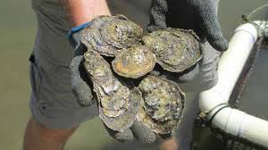 Oyster gardening resources, company, products, contact information. Oyster Gardening On The Chesapeake Bay Rodgers Burton