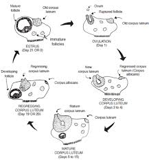 physiology and anatomy of reproduction estrous cycle