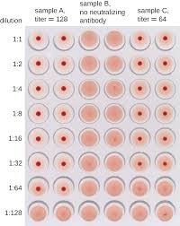 agglutination assays microbiology