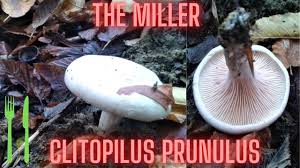Image result for Clitopilus prunulus