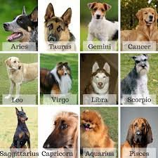 Zodiac Dogs Give Psychic Gregory A Call And Talk To A Real Psychic Only 1 99 A Minute Call 425 737 0049 Zodiac Signs Animals Dog Zodiac Zodiac Star Signs