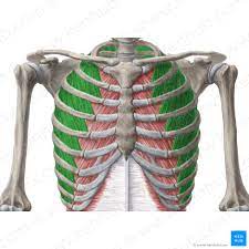 It's often pulled off the larger celery bunch. Intercostal Muscles Attachments Innervation Functions Kenhub