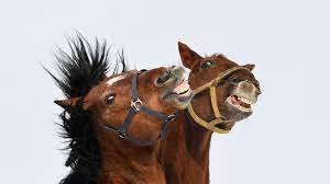 Horses Can Make Facial Expressions Just Like Humans Cnn