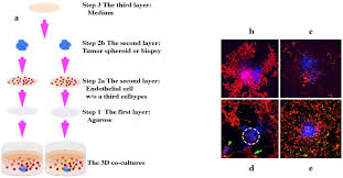 Are there any situations when 2d. 3d Co Culture Platforms A Schematic Showing How To Set Up The 3d Download Scientific Diagram