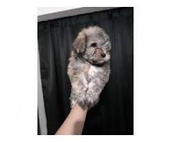 If so click here to browse all of our adorable puppies ready to find a new home. 2 Cavapoo Puppies Up For Adoption In Phoenix Arizona Puppies For Sale Near Me