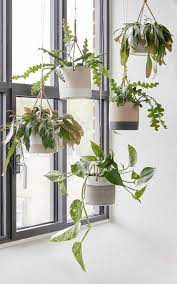 flawless 20 diy window hanging plants ideas for your home decoration the windows decoracion de unas plantas domesticas interiores amazon fake vines