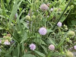 Image result for Bolusiella fractiflexa