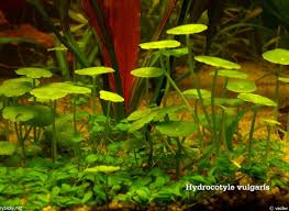 Image result for Hydrocotyle