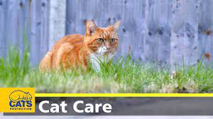 10 Best Tips For Outdoor Cat Care And Safety Tractive Blog