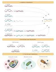 The central theme here is that all viruses must generate positive strand mrnas from their genomes, in order to produce proteins and replicate themselves. Schematics Of Several Viral Classification Systems Explored In This Download Scientific Diagram