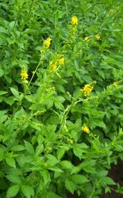 Image result for foto moud Forsterův