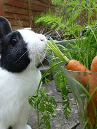 Check spelling or type a new query. Carrot Tops Are A Much Better Treat That The Actual Carrot Which Is High In Sugar Cute Animals Rabbit Eating Baby Harp Seal