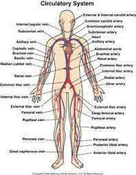 Really Blurry Human Circulatory System Circulatory System Circulatory System Diseases
