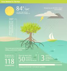 Mangroves In Florida Mangrove Habitats Biodiversity