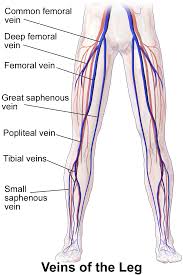 Femoral Vein Wikipedia