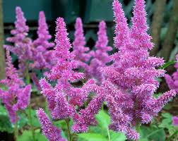 Guaranteed lowest prices, best selection and fast shipping. Astilbe Chinensis Var Pumila Perennials For Sale Uk Letsgoplanting Co Uk