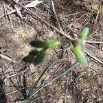 Image result for Albuca abyssinica