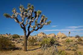 We like photography, the desert, and keeping joshua tree wild. California S Joshua Trees Are Under Threat Smart News Smithsonian Magazine