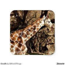 Maybe you would like to learn more about one of these? Exotic Pet Store Philadelphia The Y Guide