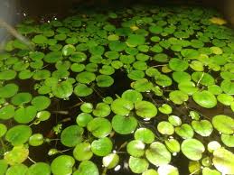 Learn More About 8 Low Maintenance Cost Effective Floating Aquarium Plants In 2020 Floating Plants Aquatic Plants Freshwater Aquarium Plants