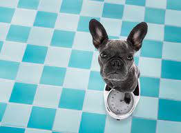 Growth chart french bulldog : What Is The Ideal French Bulldog Weight