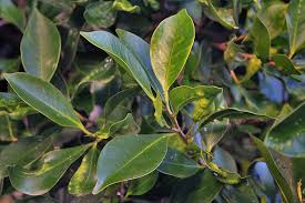 The sissoo tree (dalbergia sissoo) is similar in appearance to the ficus tree, but they do have greater tolerance to frost. Indian Laurel La Palma Travel